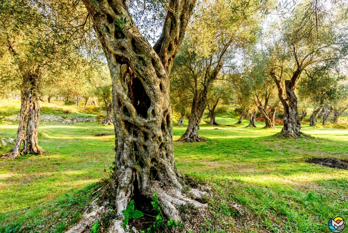 Ancient olives on their way to Valdanos, Ulcinj, Montenegro